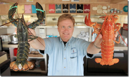 AP Photo/Julia Cumes - Nathan Nickerson, owner of Arnold's Lobster and Clam Bar, holds up a rare "yellow lobster," right, and a normally pigmented lobster, left, at Arnold's Lobster and Clam Bar in Eastham, Mass., on Cape Cod Wednesday, June 10, 2009. The female lobster, named "Fiona" by owner Nathan Nickerson, was recently caught off the coast of Prince Edward Island in Canada and given to Nickerson by a friend.