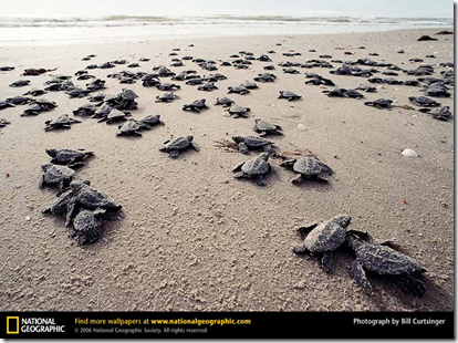 Click on image to download a National Geographic Wallpaper of this image by Bill Curtsinger