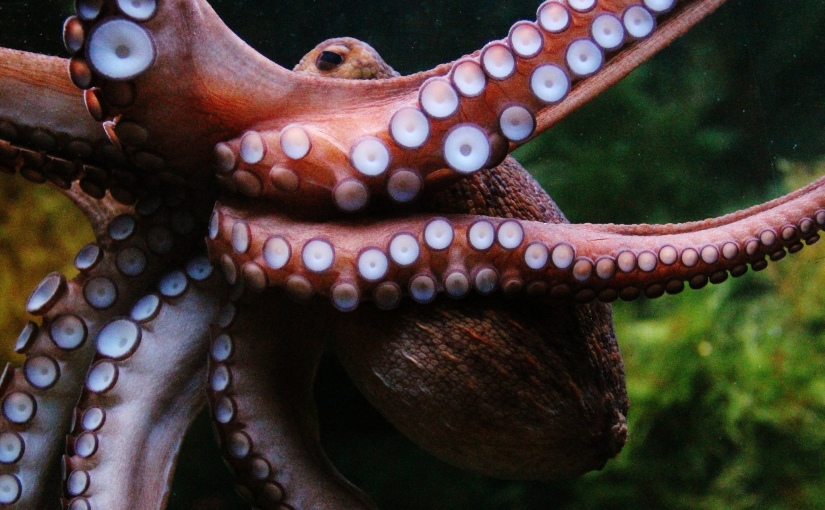 Marine Science Sunday: Octopus DNA: Different Than You And Me (And Every Other Life Form On The Planet)